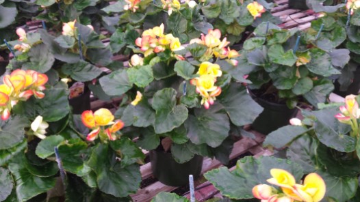 6" Floral Begonia
