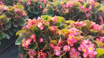 6" Begonia Brownleaf/Pink