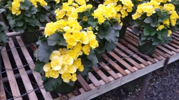 6.5" Yellow Begonia