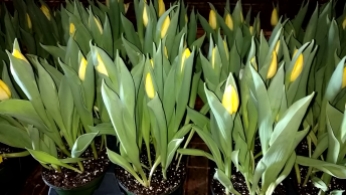 6.5" Tulips