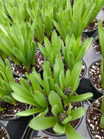 6.5" Blue Hyacinths