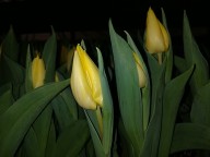 6.5" Tulip