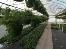 Asparagus + Fern Baskets